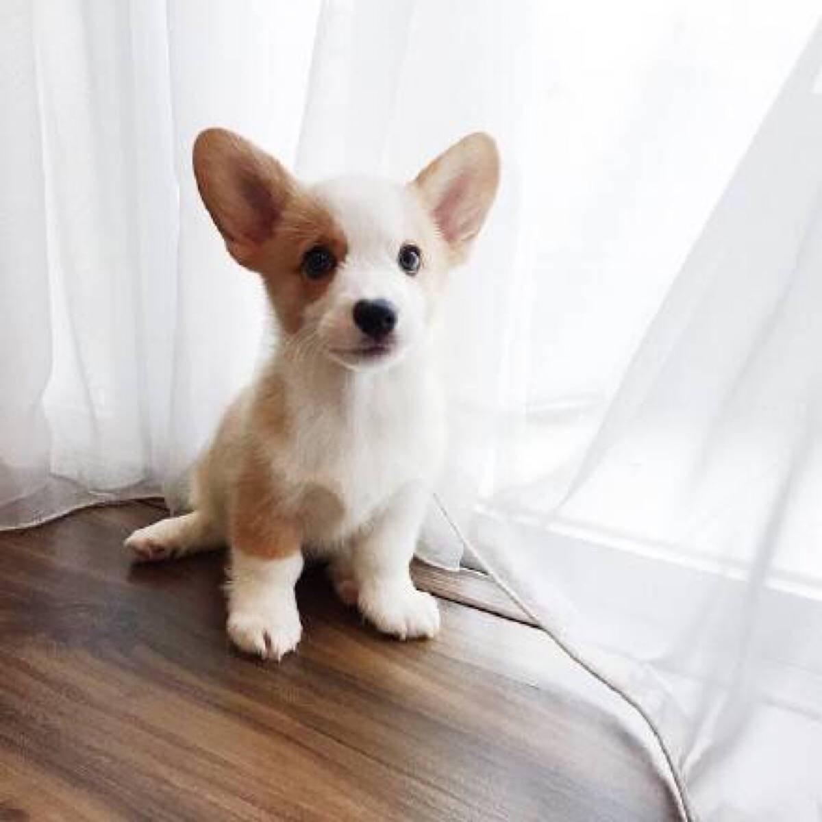 Карликовый корги