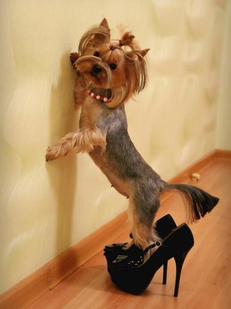 Собака в туфлях