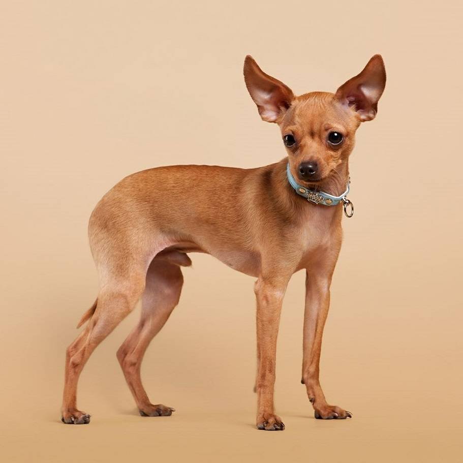 Той терьер гладкошерстный