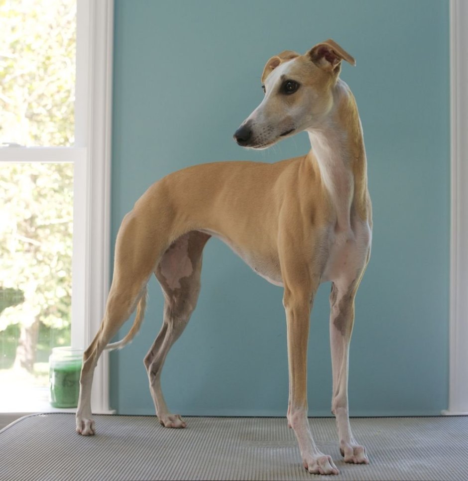 Английская борзая Уиппет