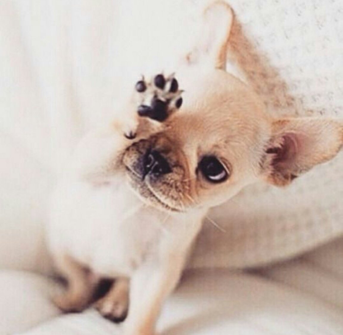 Доброе утро чихуа