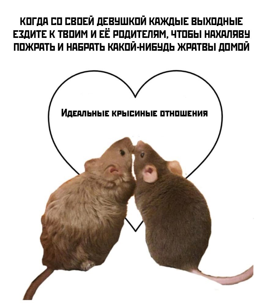 Смешные валентинки с крысами
