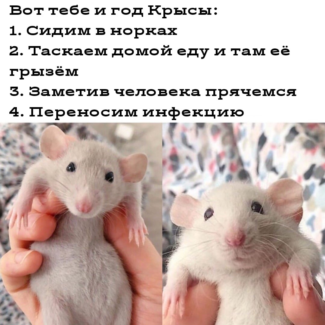 Смешные цитаты про крыс