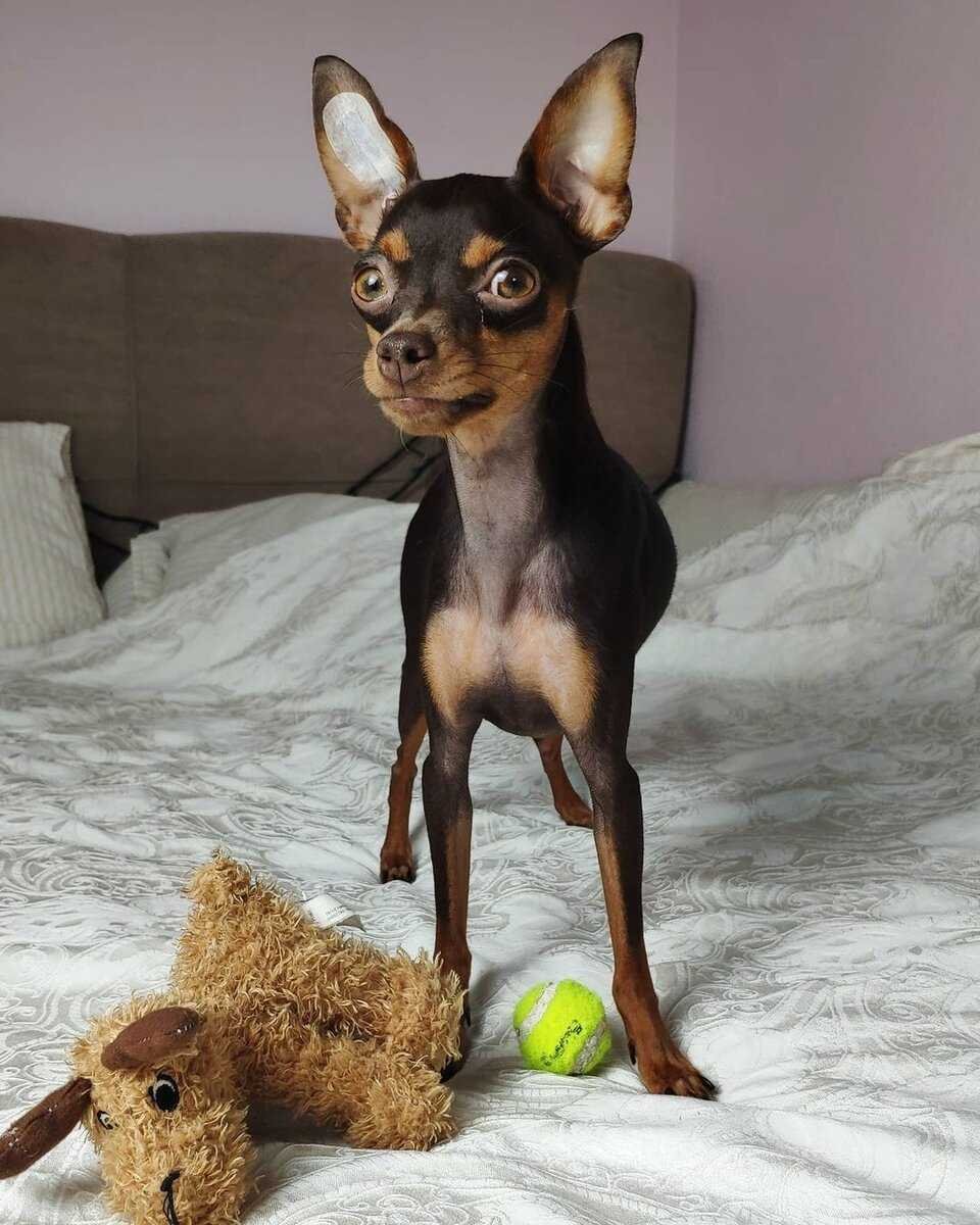 Порода Пражский крысарик Пражский