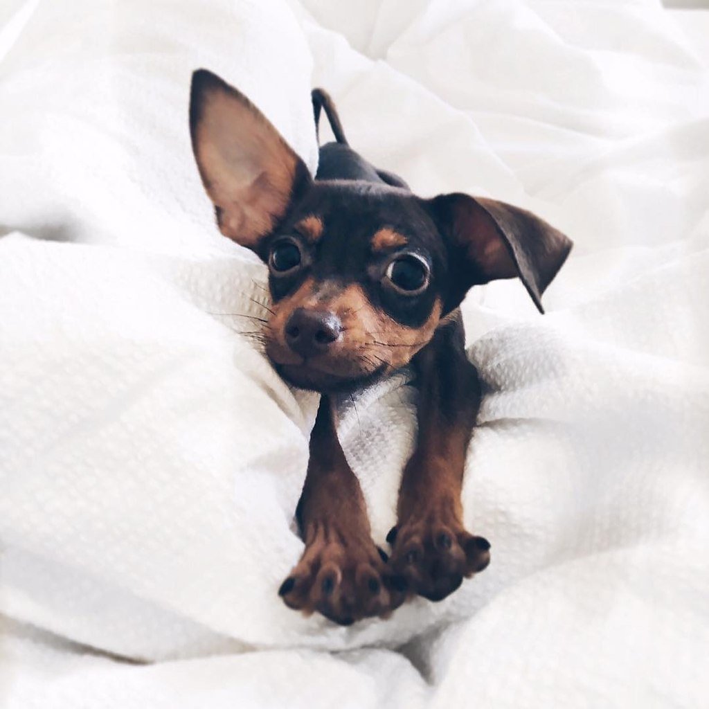 Карликовый пинчер и той терьер