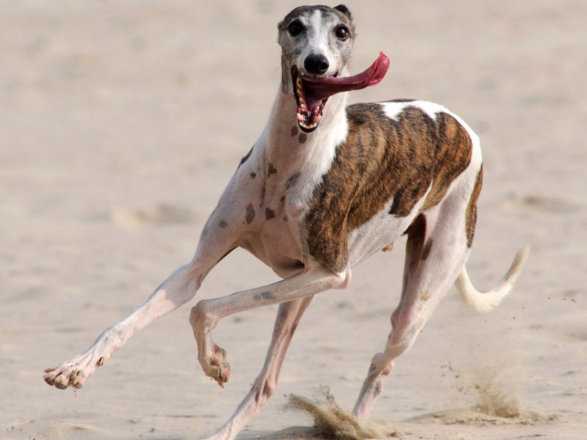 Уиппет гончая борзая