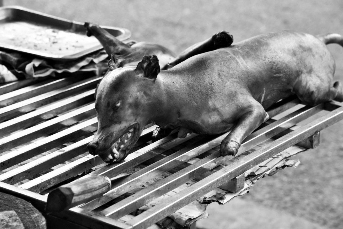 Вьетнамская куцехвостая вьетнамский хмонг