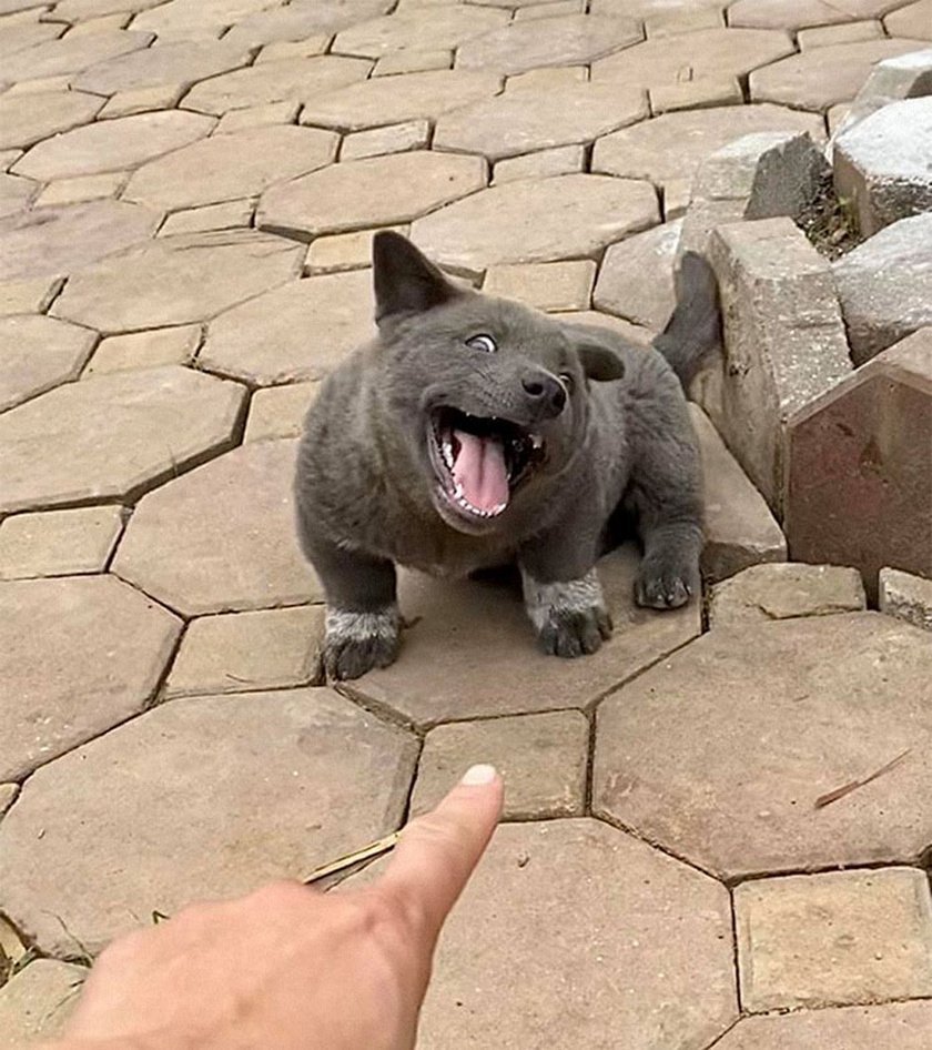 Котопес порода вьетнамский хмонг