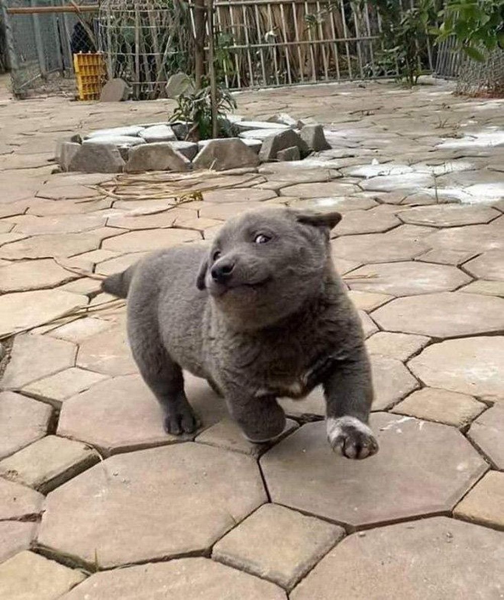 Порода куцехвостый хмонг