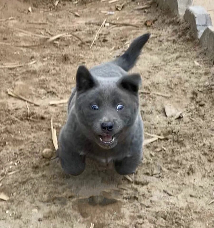 Порода куцехвостый хмонг