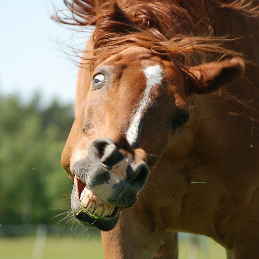 Рыжий конь смешной
