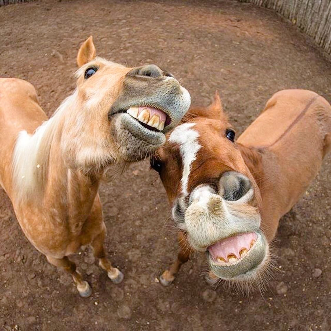 Две лошади ржут