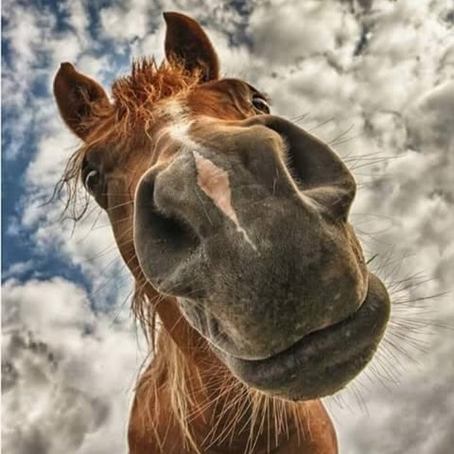 Смешная морда лошади