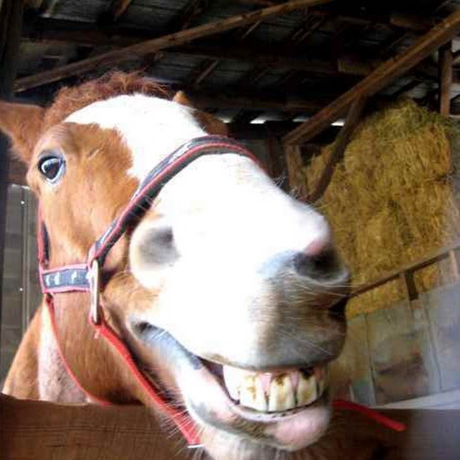 Лошадь ржет