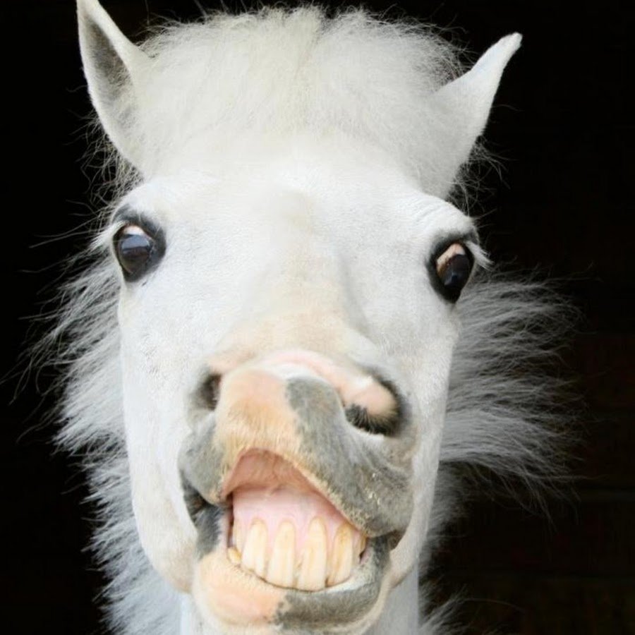 Смешная морда лошади