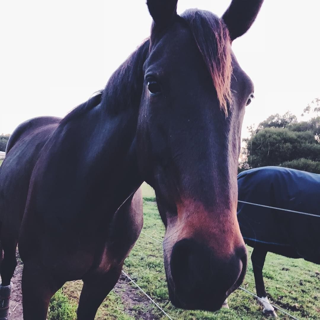 Чёрная лошадь в инстаграме
