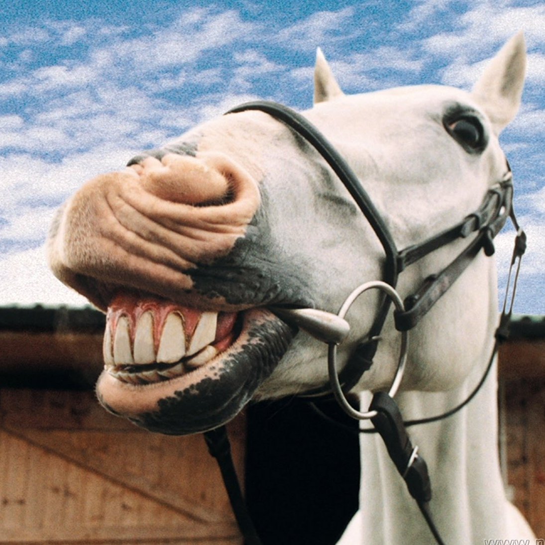 Лошадь смеется