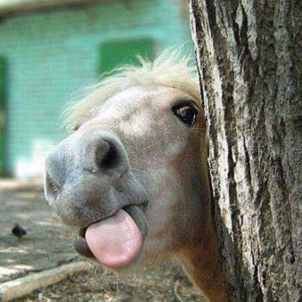 Смешной конь