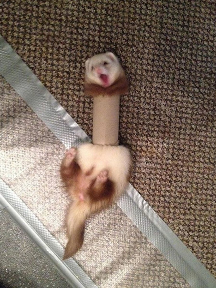 Юмор с хорями