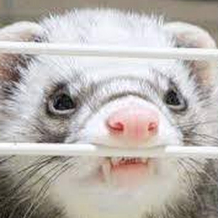 Забавный хорек