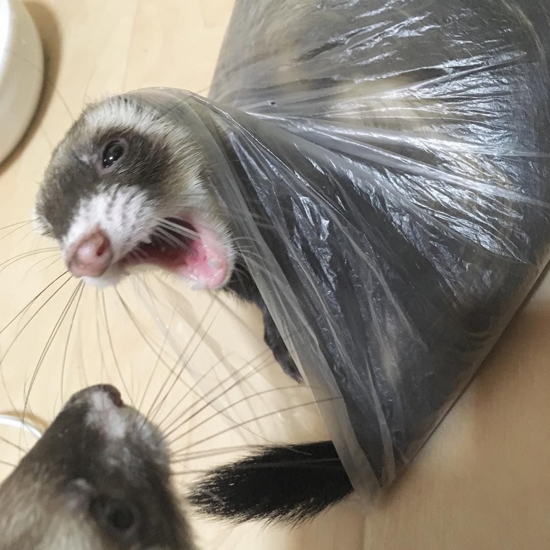 Хорек серый