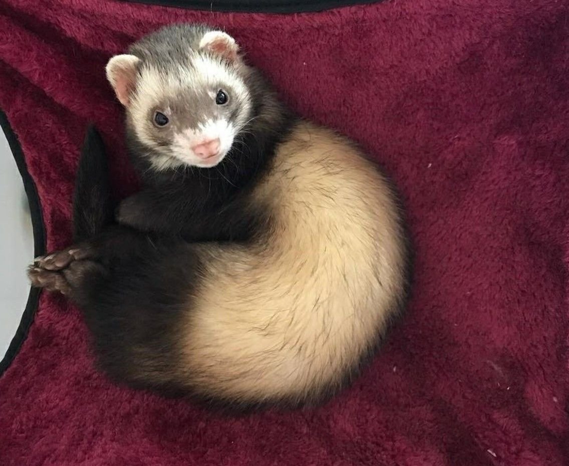 Хорек в галстуке