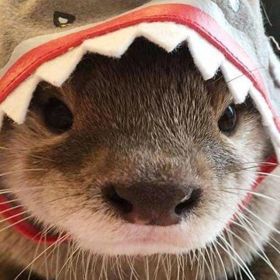 Выдра в шапочке