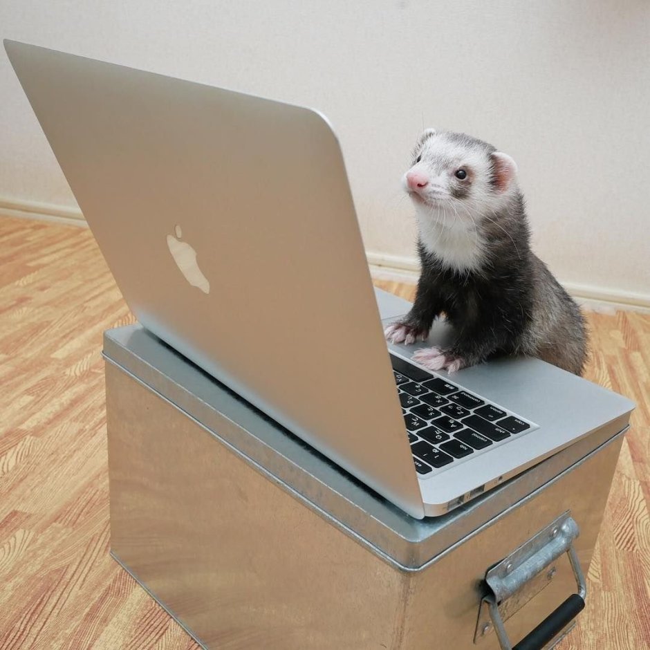 Умный хорек