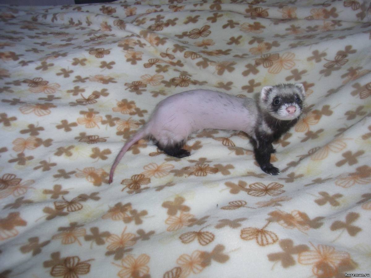 Хорьки домашние