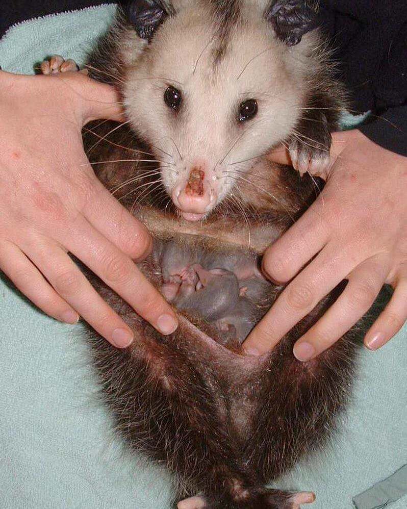 Опоссум и крыса