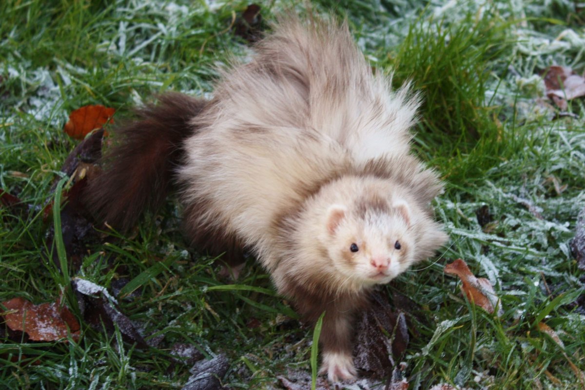 Ангорская фретка