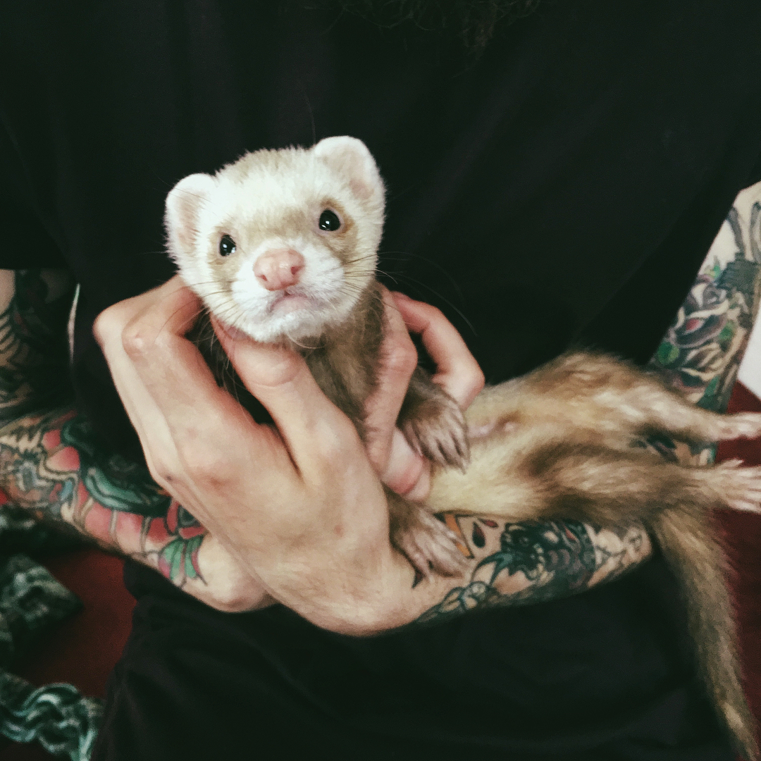 Хорек фретка 4