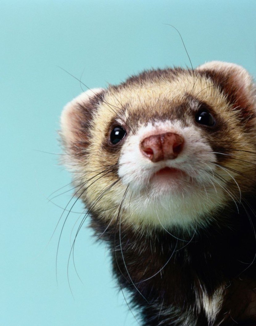 Хорек фретка