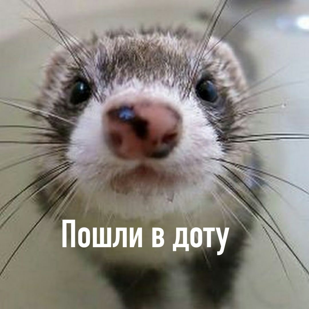 Прикольный хорь