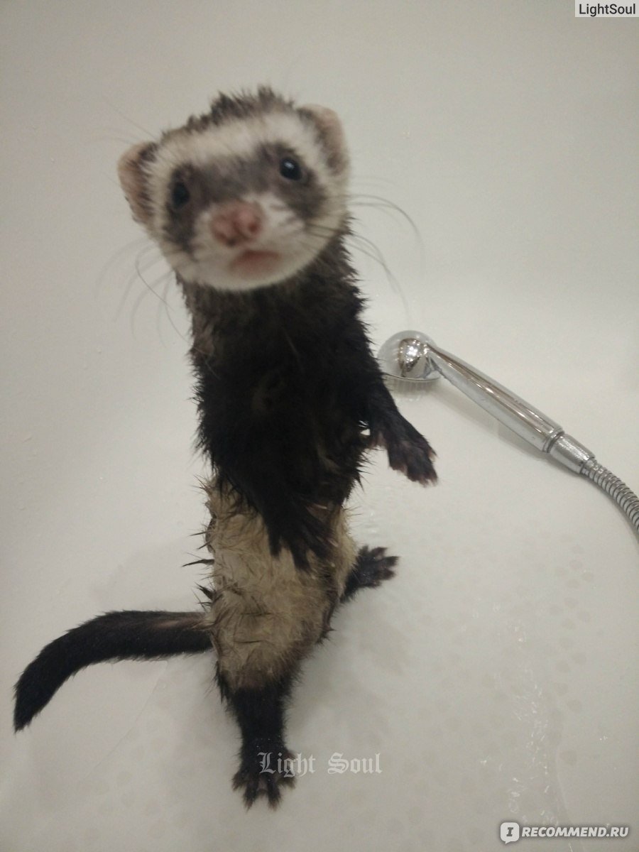 Веселый хорек