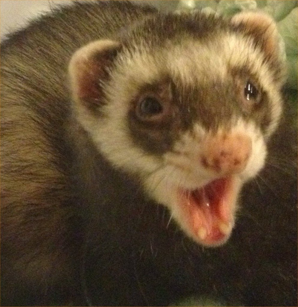 Смешные хорьки