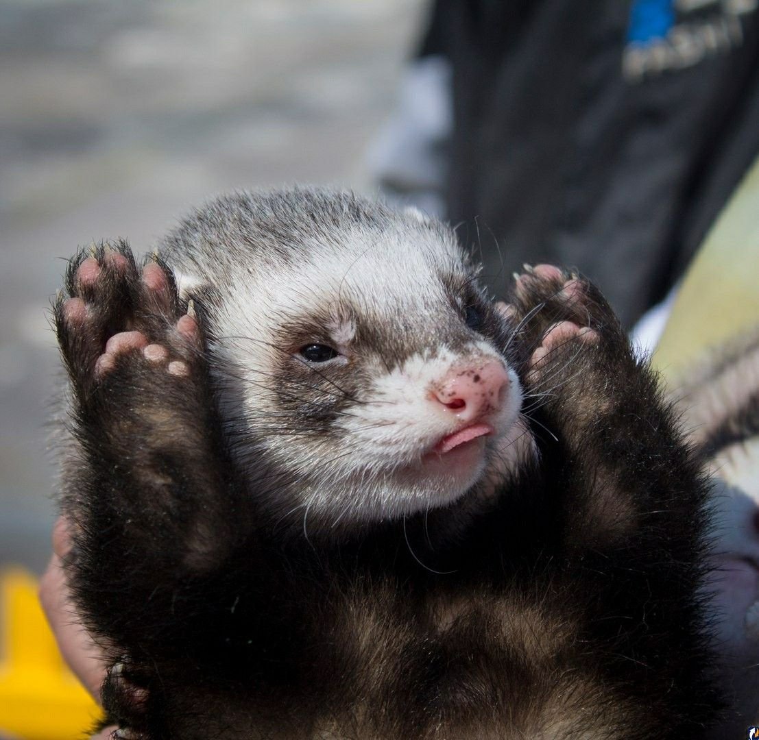 Хорек норка Хонорик