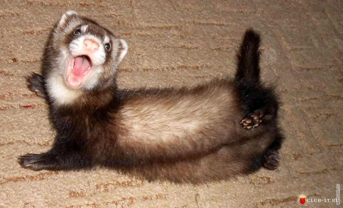 Ласка, Ханурик