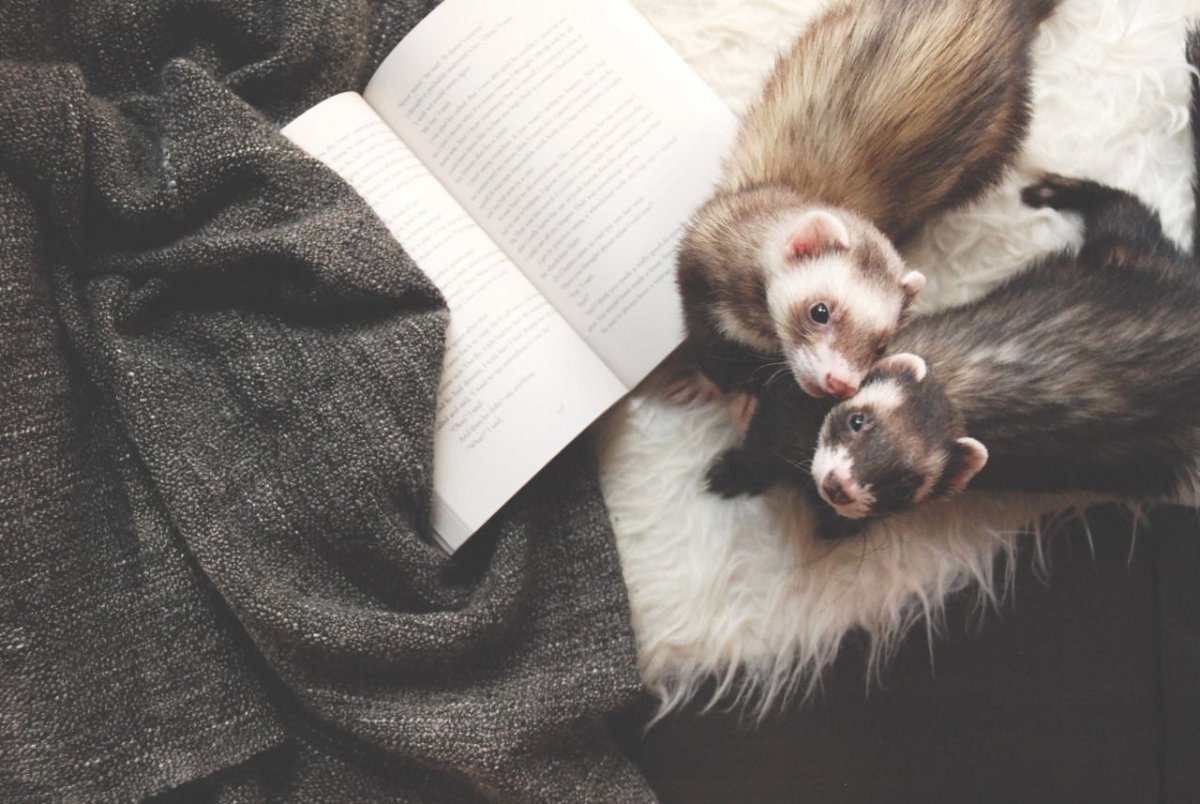 Хорёк Эстетика