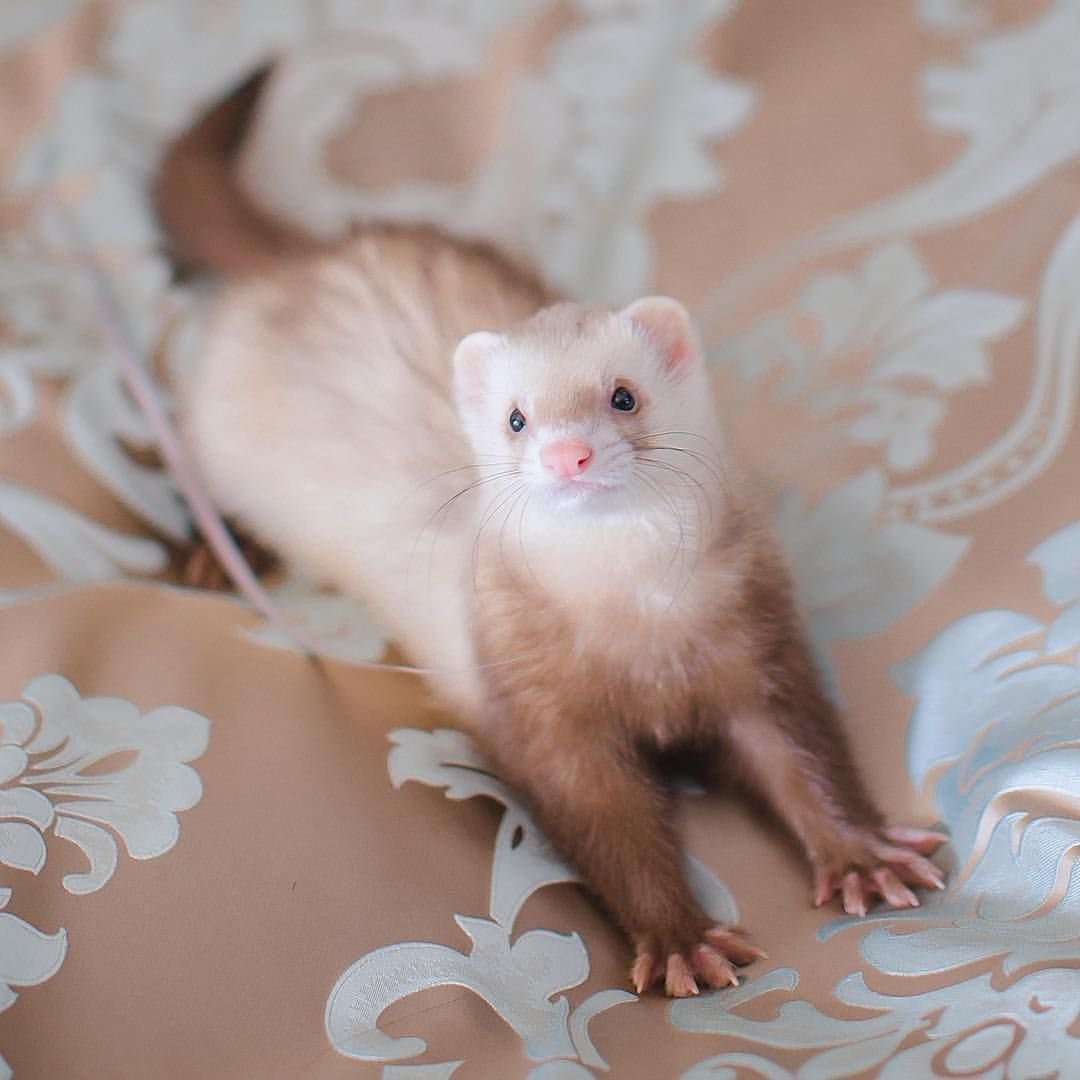 Декоративный хорек фретка