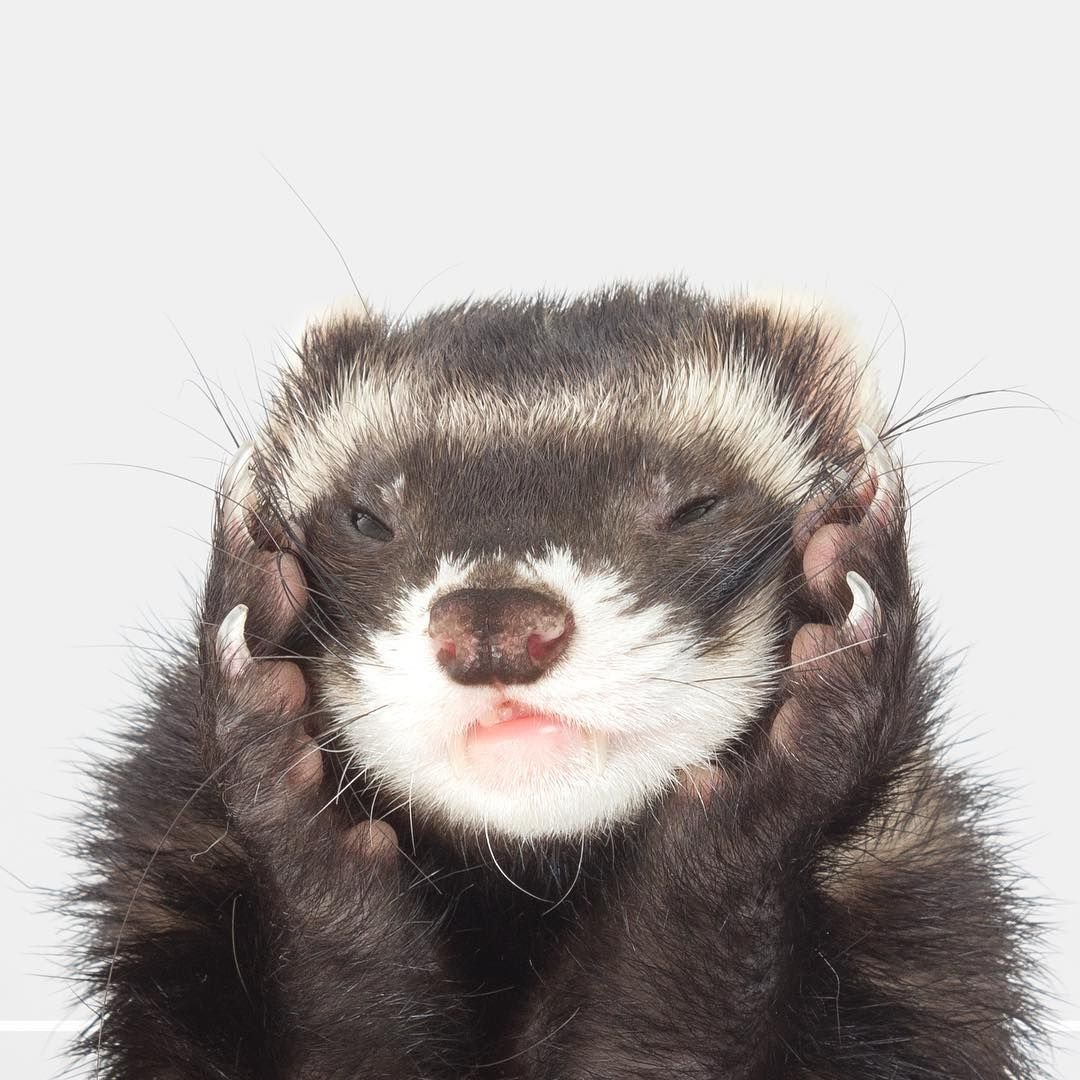 Феррет хорек