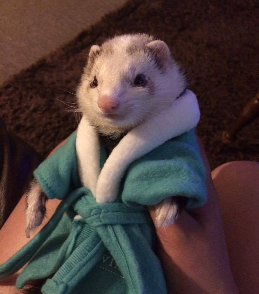 Прикольные хорьки