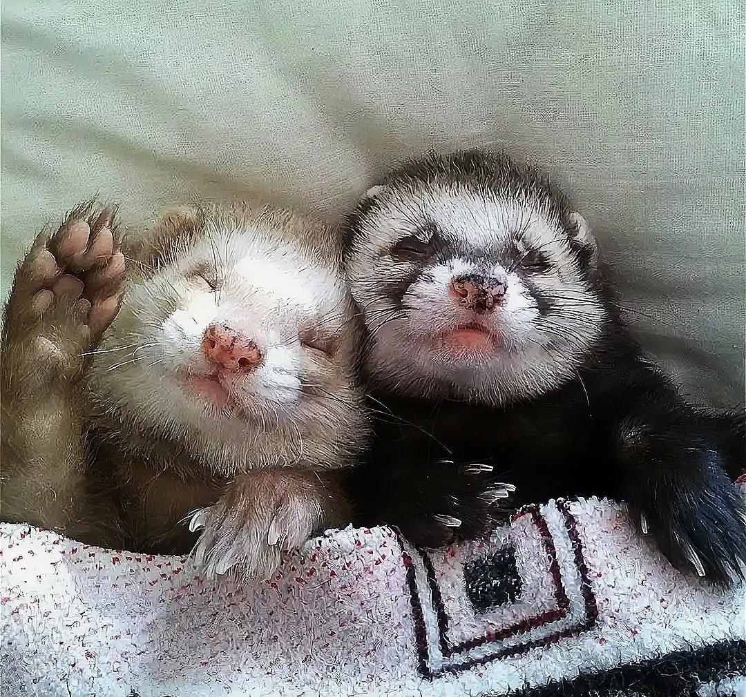 Хорьки обнимаются