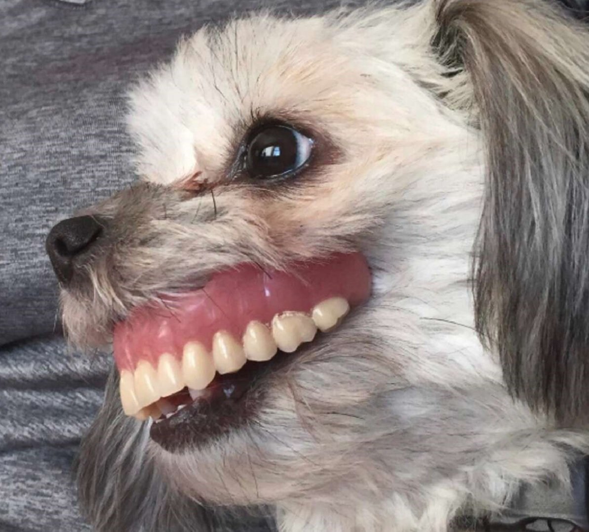 Страшные и смешные животные