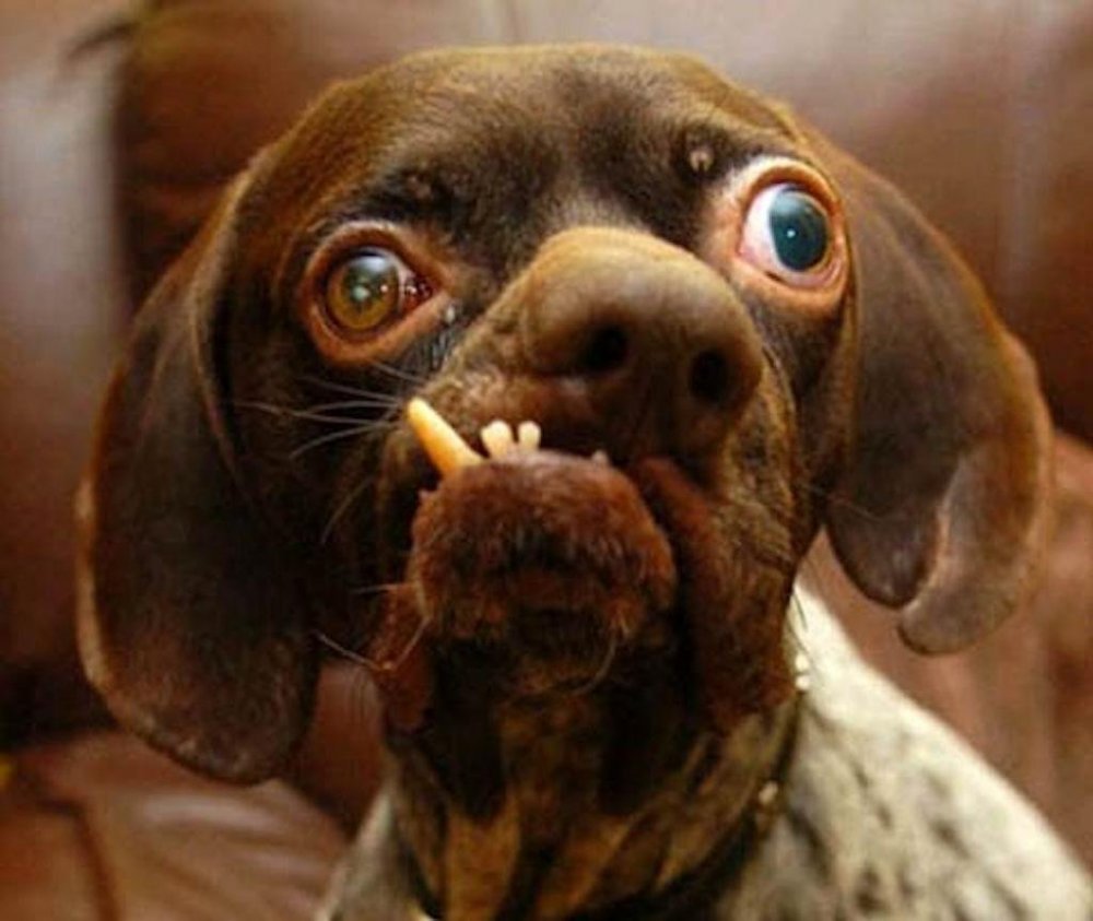 Некрасивые породы собак