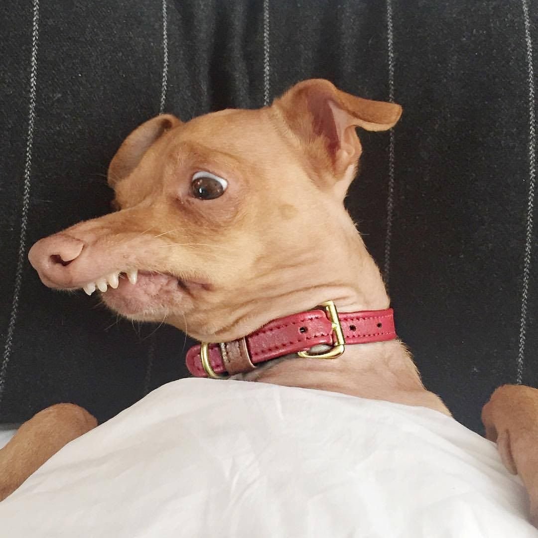 Собака с выдвинутой челюстью