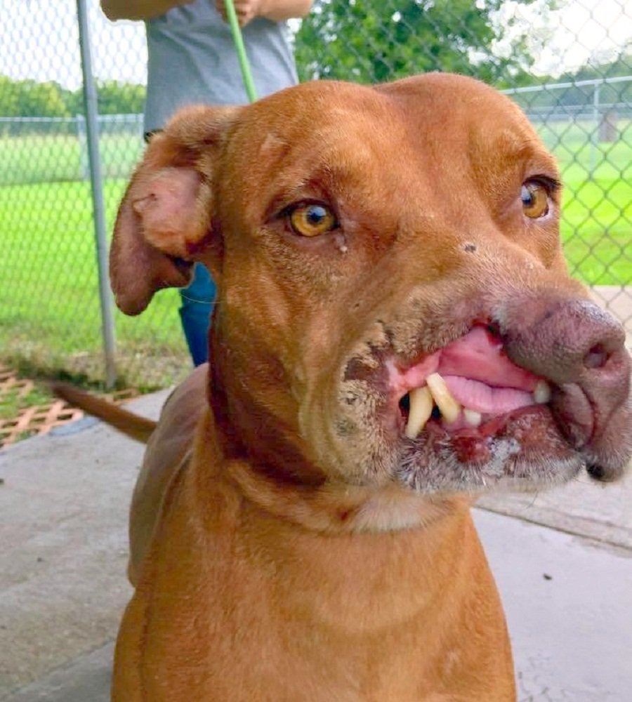 Собака с глупой мордой