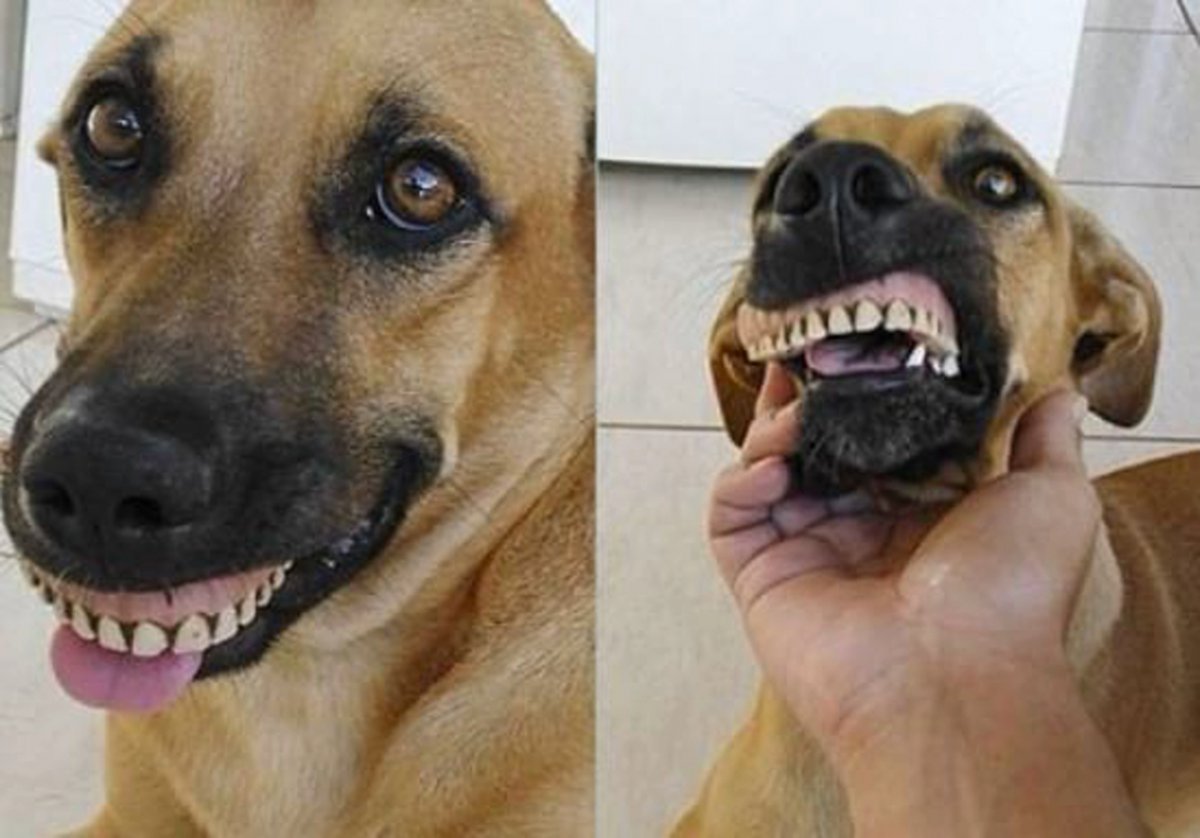 Собака со вставной челюстью