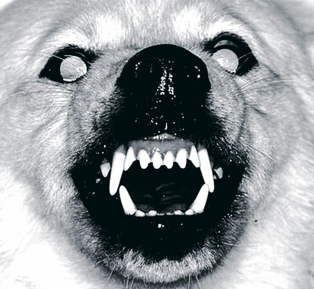 Злая собака