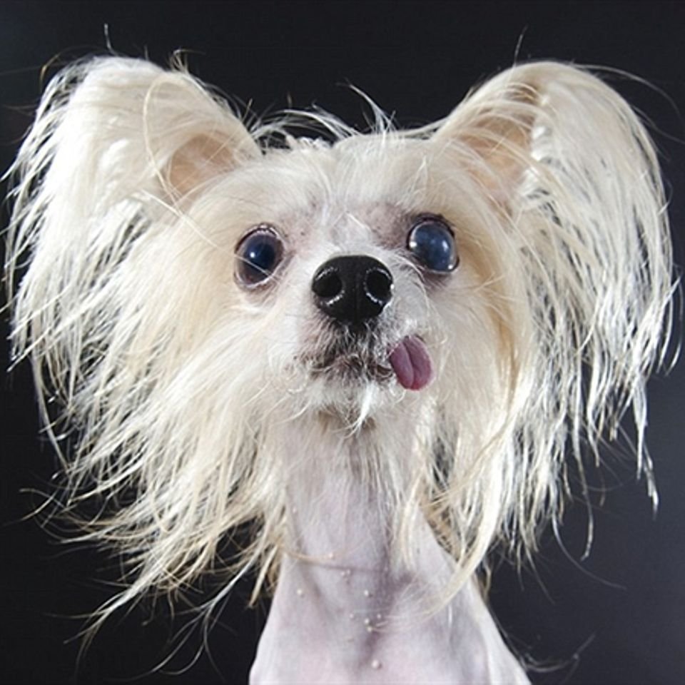 Китайская хохлатая лысая